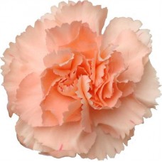 Mini Carnations - Nana (bunch of 10 stems)